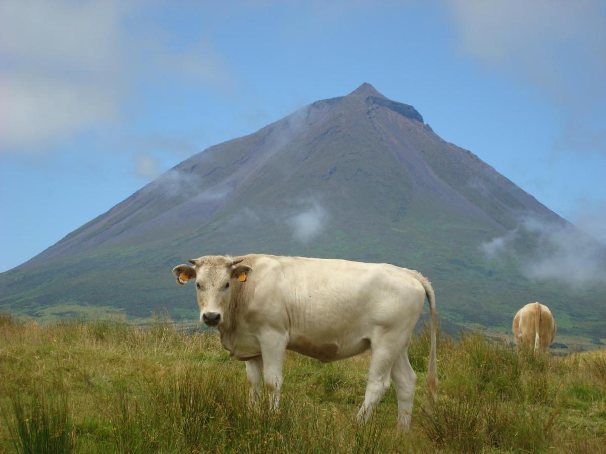 Casa Da Abrotea Villa Lajes do Pico Exteriör bild